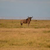  Lake Manyara, TZ